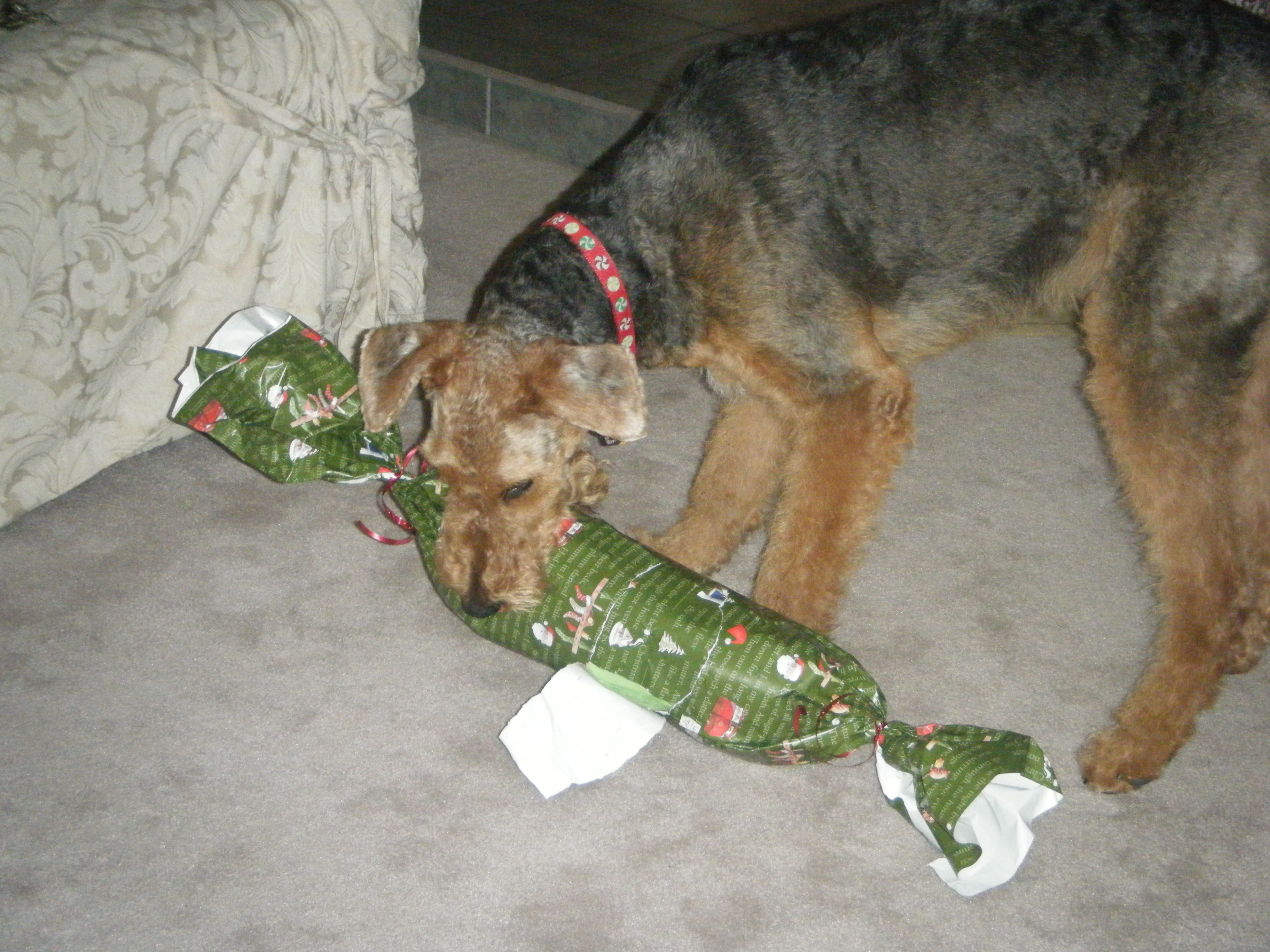 Lucy Opening a Present